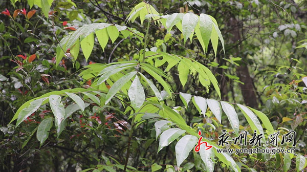 江华发现国家一级重点保护野生植物伯乐树