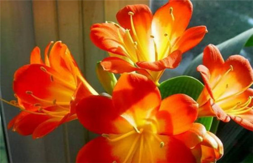 4种常见花卉施肥方法让你养出美丽的花朵