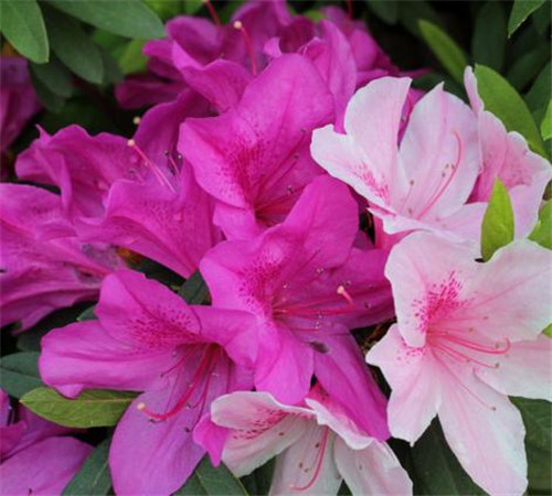 4种常见花卉施肥方法让你养出美丽的花朵