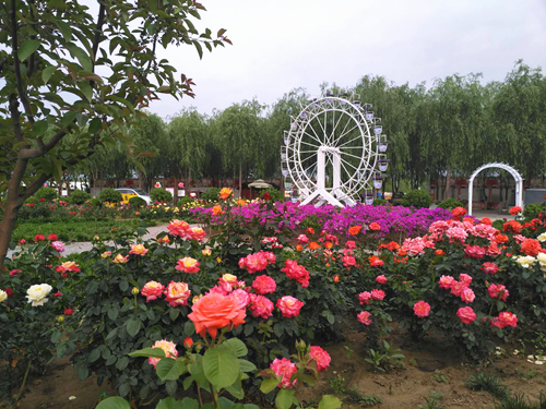第二届京津冀月季展在天津京滨玫瑰庄园举办
