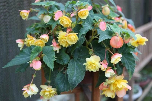 最美丽的盆栽花卉，不输牡丹月季山茶还好养