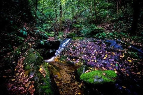 湖南一被人遗忘的国家级森林公园