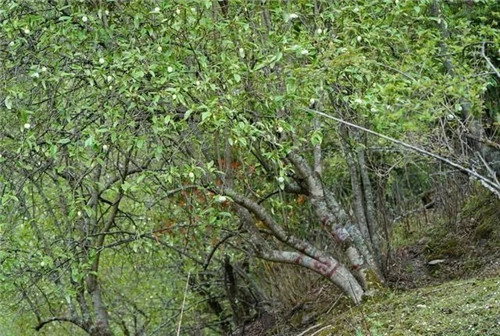 云南发现珍贵新树种被卫星看护