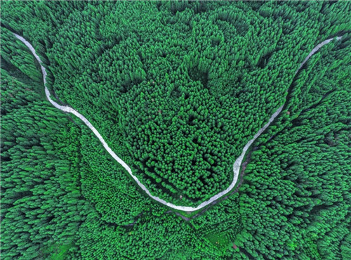 全国最大的森林公园有座世界最大的桌山