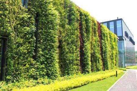 绿色植物墙在城市中的应用