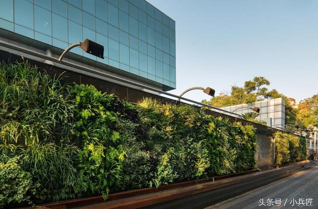 什么植物才适合用来做室外垂直绿化？