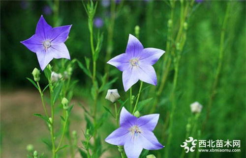 北京这几种乡土花卉引入绿化 未来需求量大
