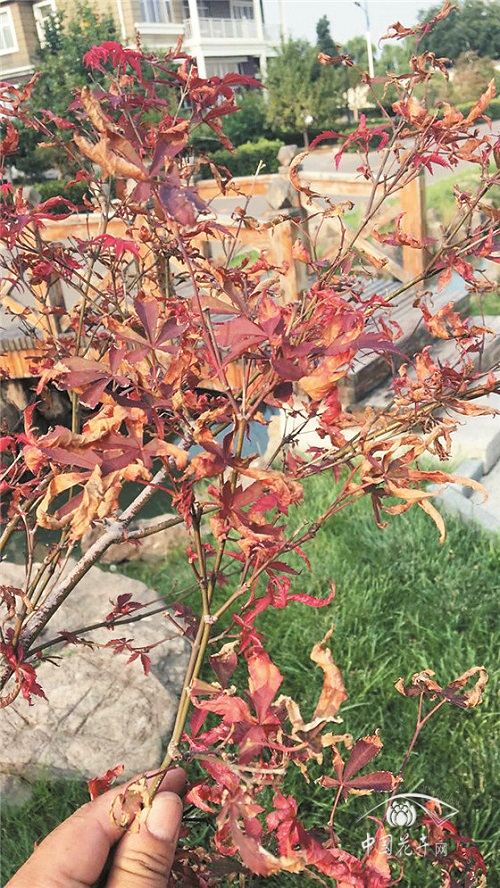 如何解决红枫夏季卷叶干枯问题