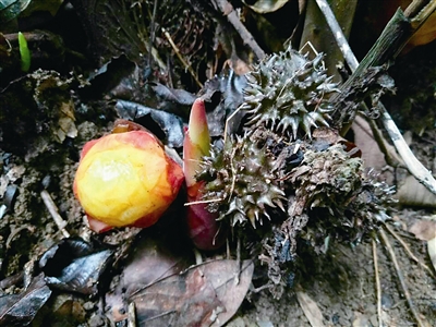 云南：黄连山保护区发现4种新植物