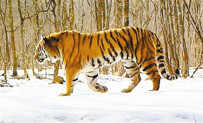 东北虎豹国家公园两项试点改革开启破冰之旅