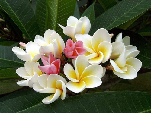 缅栀，开花最美的热带植物