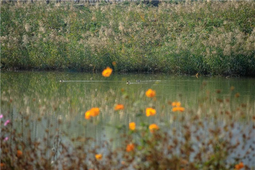 超低造价的生态景观 | 秦岭国家植物园人工湿地
