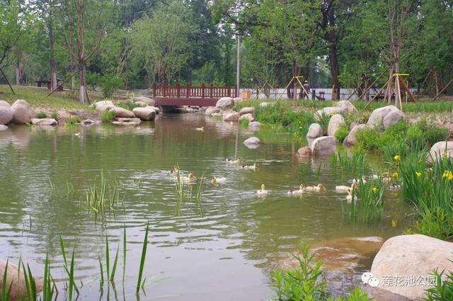 北京莲花池公园：科技打造“城市森林”