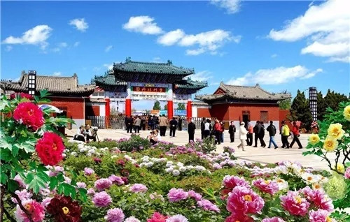 这一次，牡丹能当上中国的国花吗？