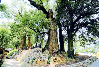 浙江古树名木主题公园创建有声有色