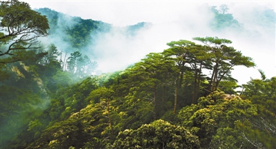 海南热带雨林国家公园官方网站上线