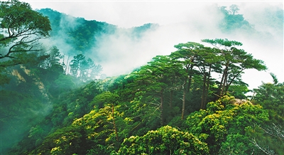 海南：精心呵护热带雨林 奋力建设国家公园