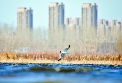 北京北运河副中心段沿岸绿化景观全面提升