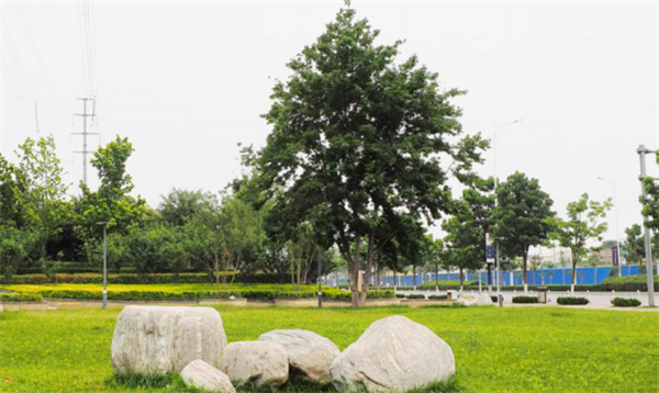 郑港十路中央生态公园