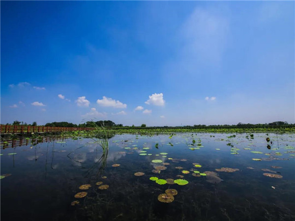 北林地景丨徐州潘安湖湿地公园