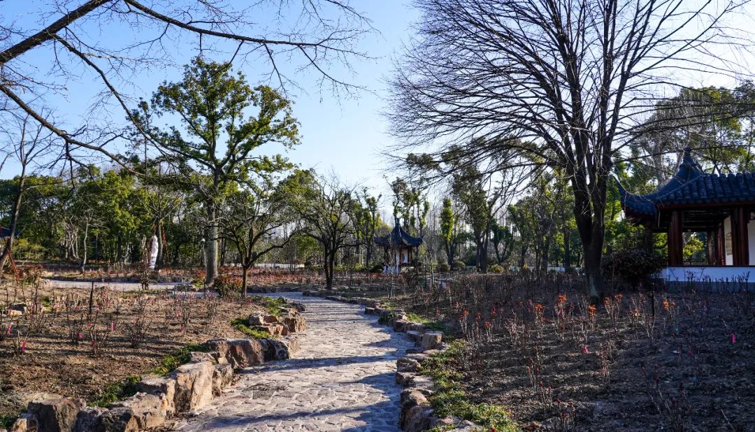 上海植物园牡丹园焕然一新 景观功能大幅提升
