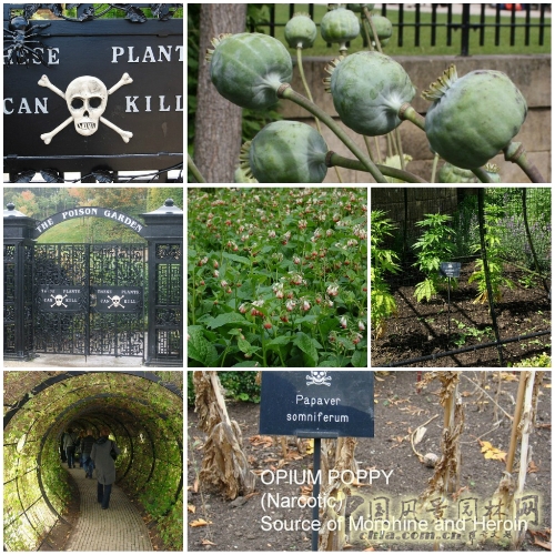 英国毒物花园开园迎客 展出各类有毒植物