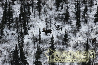 加拿大丘吉尔白雪皑皑的寒带森林
