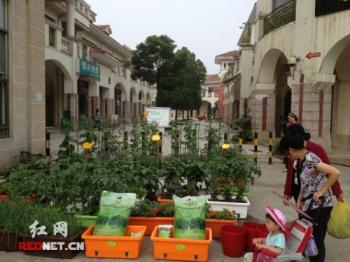 长沙：屋顶绿化产业见成效 阳台有机蔬菜受欢迎