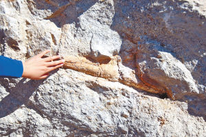 现场发现的木化石