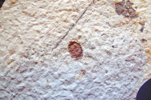 保存完好、呈立体状的松柏类球果化石
