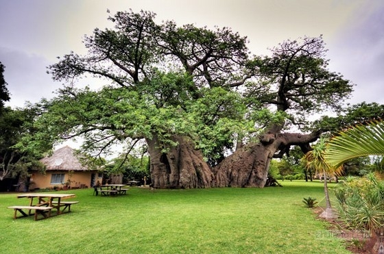 南非6000年树龄猴面包树上的阳光酒吧