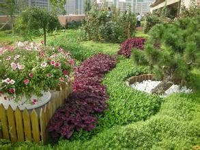 河南完成“房顶绿化木本植物的选择及栽培技术”项目