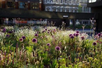 Nigel Dunnett植物设计:伦敦巴比肯屋顶花园