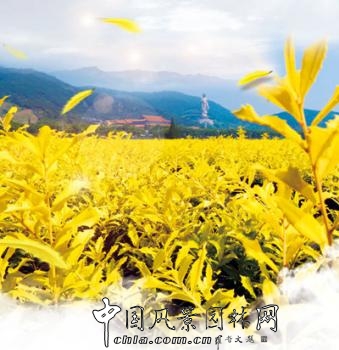 无锡明申农业特色品种黄金枸骨 圆彩化中国的梦