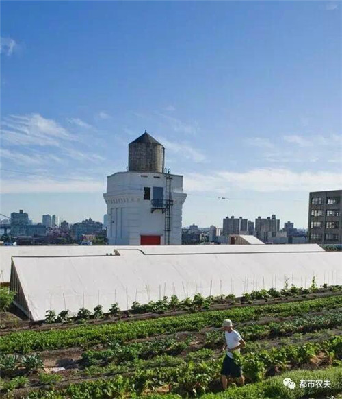 全球最大屋顶菜园如何运营