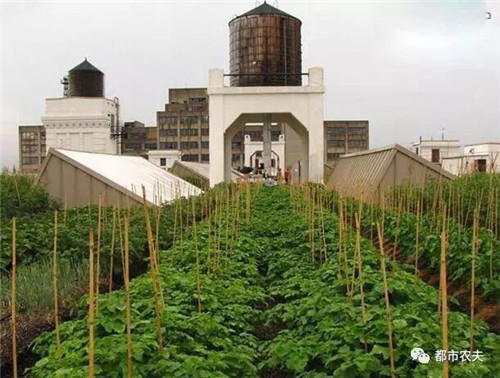 全球最大屋顶菜园如何运营