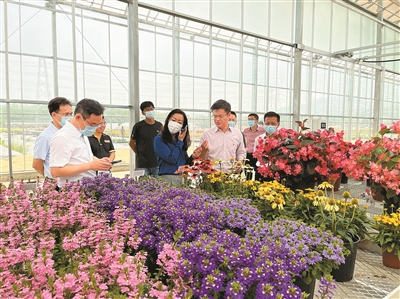 花卉产业发展的活力与美好