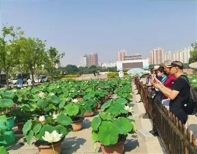北京：莲花池公园将举办北京市荷花文化节