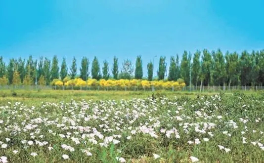 北京“揭网见绿”三年增加绿地1.7万公顷