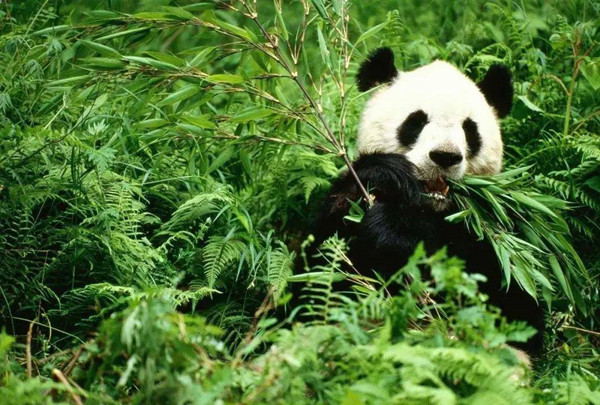 陕川甘协同立法推进大熊猫国家公园高质量建设