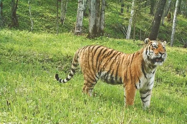 东北虎豹国家公园倡导携手保护虎豹及其栖息地