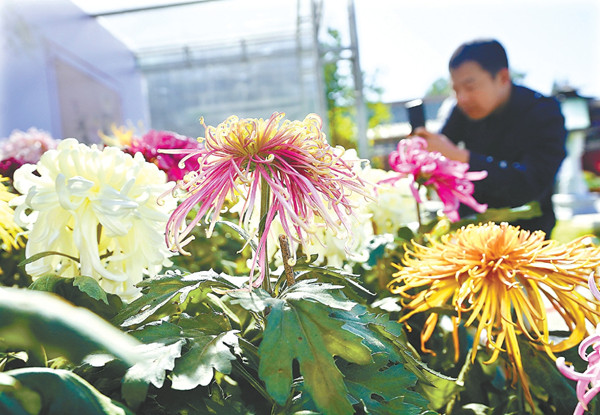 北京市第44届菊花展在北海公园举办