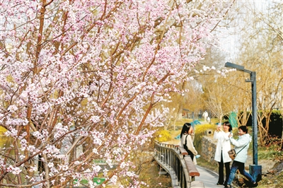北京迎来春花观赏季：132处公园赏花片区等待游客